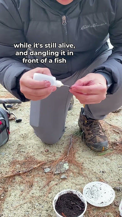 can worms feel pain?