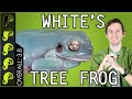 White's Tree Frog, The Best Pet Amphibian?