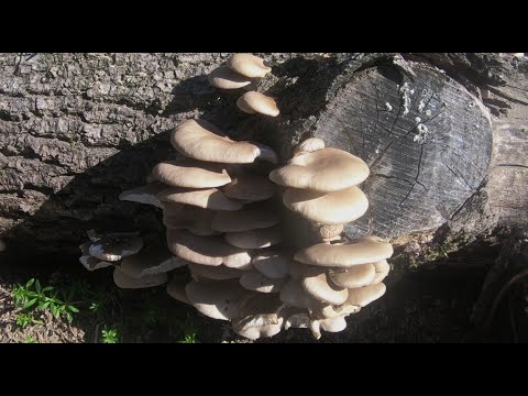 Video: Jak rychle houby rostou a co ovlivňuje rychlost růstu?