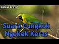 Suara Burung Cucak Cungkok Ngekek Panjang Kicau Keras untuk Masteran