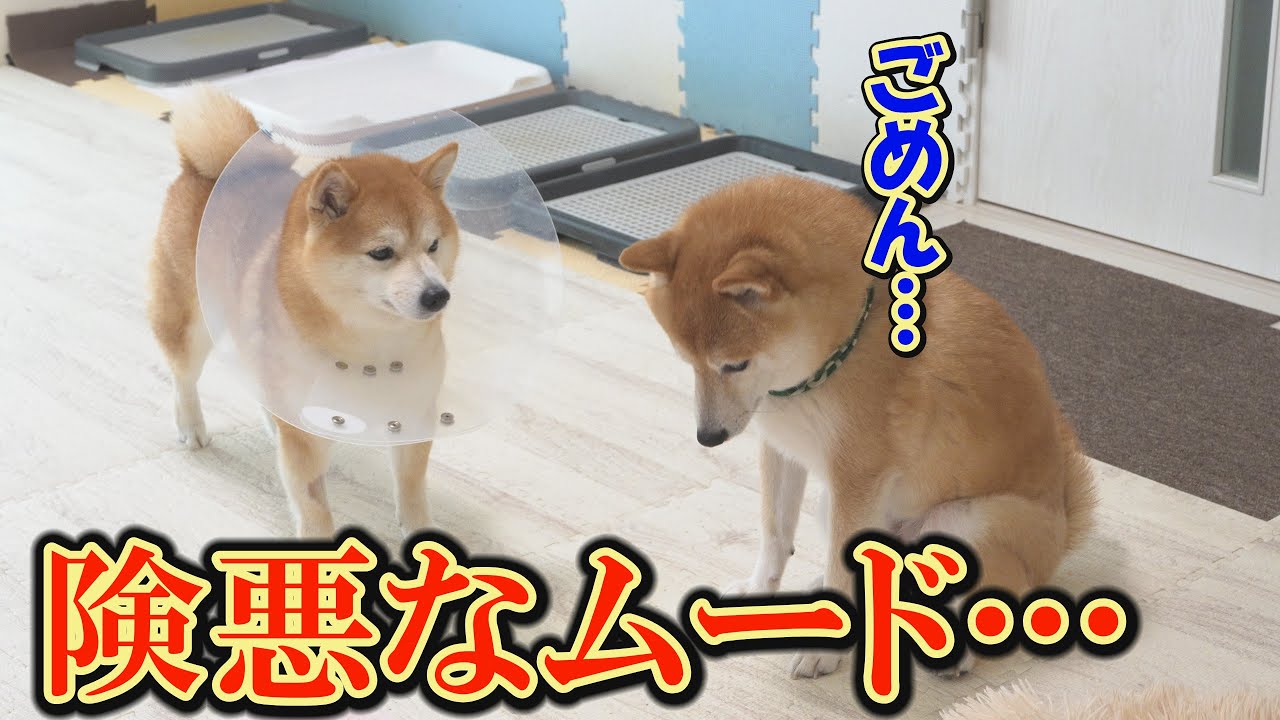 I was moved by the actions of my eldest son's Shiba Inu, who saved