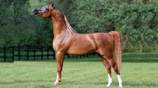 أجمل الخيول العربية الأصيلة في العالم في عروض الجمال لعام 2023 الجزء الثاني | Best Arabian Horses