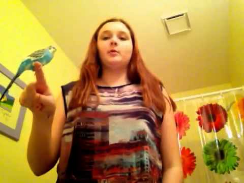 How to Train Your Budgie/Parakeet to Speak!