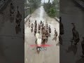 Why Ducks All Stand Still and Face the Rain #animals #duck #shorts