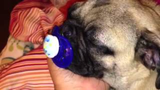 Pug Puppy Has Surgery and Takes a pacifier!!