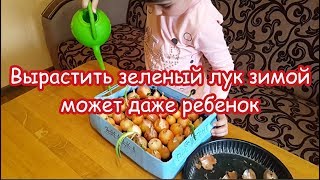 Как вырастить зелёный лук на подоконнике. Урок ботаники во время карантина Как вырастить зелёный лук на подоконнике. Урок ботаники во время карантина