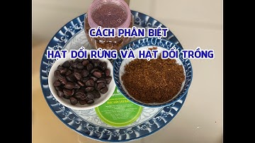CÁCH NHẬN BIẾT HẠT DỔI RỪNG TÂY BẮC VÀ HẠT DỔI TRỒNG (DỔI GHÉP)