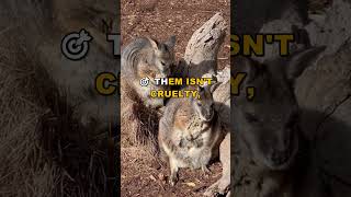 This Wallaby Hunt Trained the Military