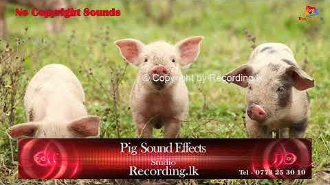 Pig Sound Effects No Copyright