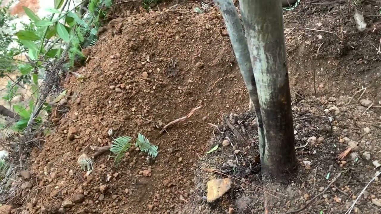 Khai thác cây Đào bánh xe rừng dáng bàn trà về chơi Tết