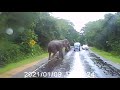 Elephant attack buddy truck at minneriya forest road sri lanka.dash cam recorded aggressive elephant