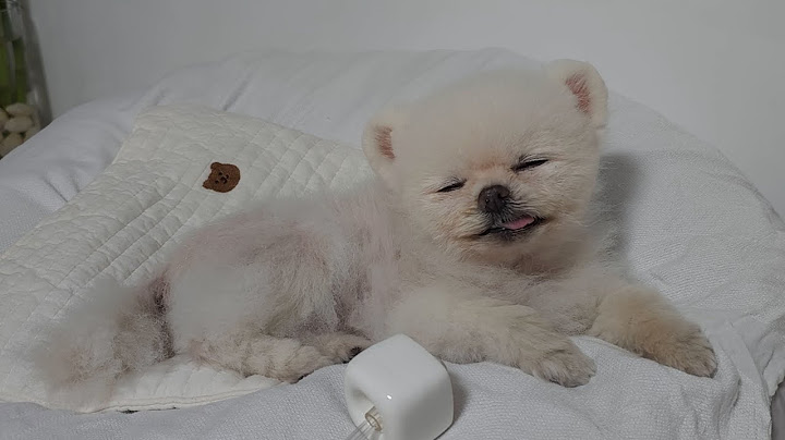 100년 살 강아지가 입원했어요ㅠㅠ