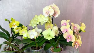 обзор орхидей ФИСТАШКОВО желтые БИГ ЛИПЫ новинки / в чем живут орхидеи / 9 месяцев цветет орхидея - 20 ✅