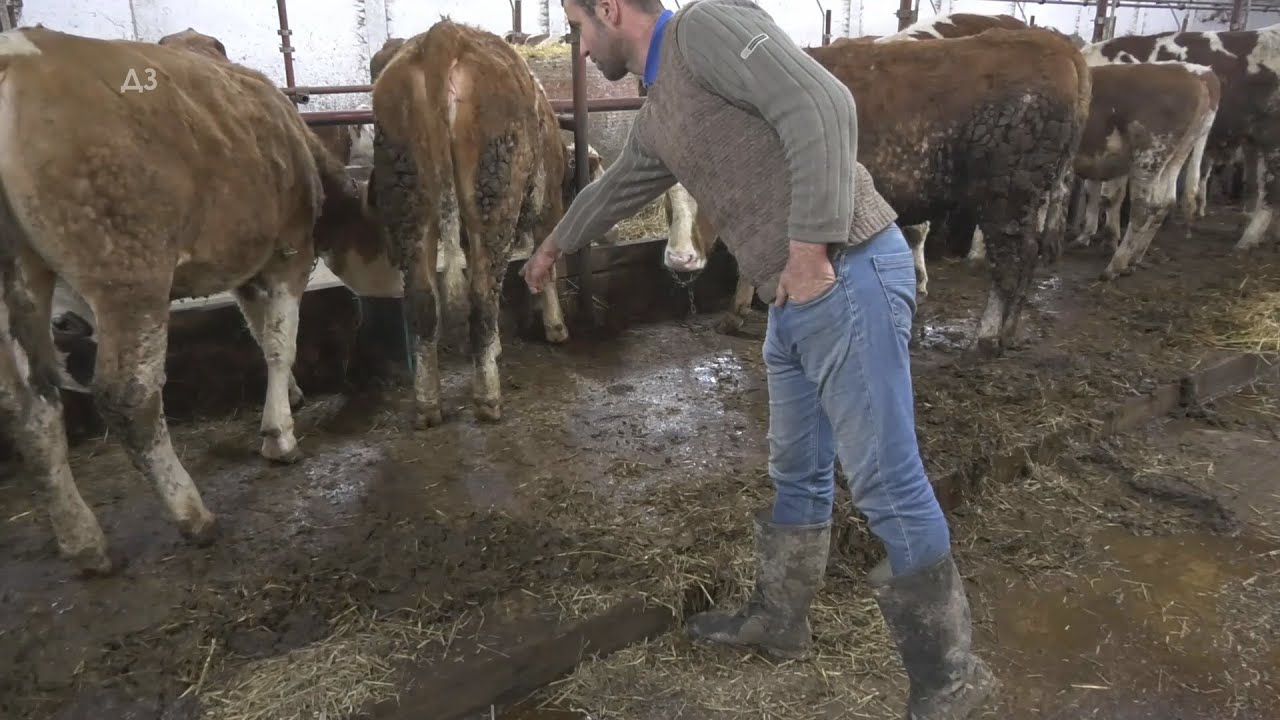 Ovo tvrdi VETERINAR KOJI JE PODIGAO ŠTALU ZA SEBE - dugačka ležišta bolja od kratkih - evo kako...