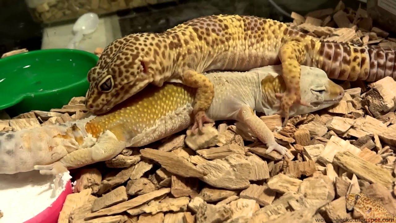 heimchenzucht Leopard Gecko : First Mating : Spectacular! Part 1 - 2013.03.05
