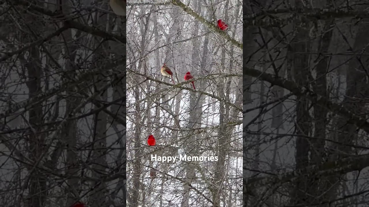 #Snow Day in #Kentucky #Kentuckybirds #Cardinal