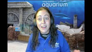 Stony Brook Children’s Hospital celebrated its 10-year anniversary: virtual tour and sea lion show