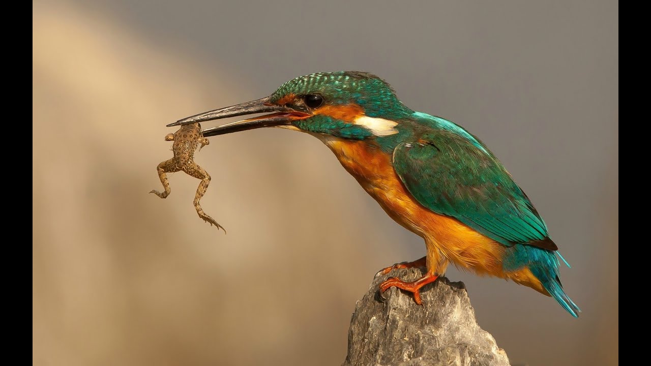 Фото птиц которые едят птиц