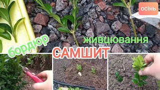 Самшити||Живцювання восени||Бордюр із самшиту||Як у Франції😉||Частина1