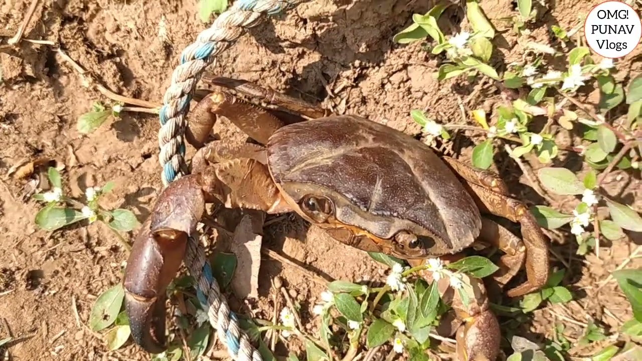 This Crab Walk very beautiful to see 🙈