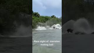 Wow 😮 . #shorts #manatee