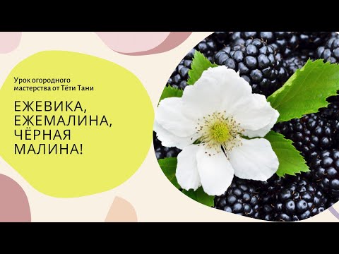 Видео: Ежевика – это ежевика?