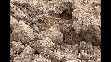 GREYHOUND VS HARE