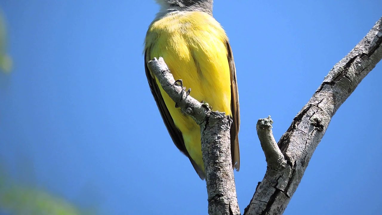 Couch's Kingbird CC TX
