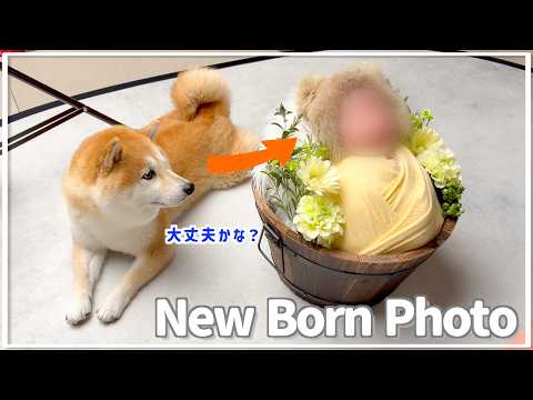 豆柴🐶ぽんちゃんねる🐾 - YouTube