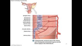 Chapter 28 Female Reproductive System Part 2