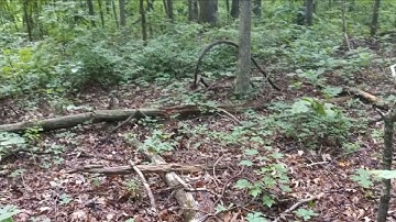 Sasquatch Tree Structures; Photo Slideshow w/Music