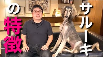 サルーキ Youtube