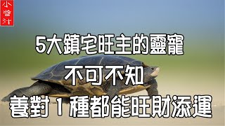 【招財靈寵】5大鎮宅旺主靈寵，養對1種就能旺財添運，不可 ... 