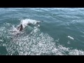 Potápění s velkými bílými žraloky v JAR