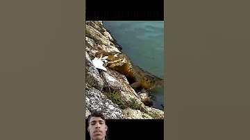 crocodile vs Python video #animallovers #animallife #crocodile #python #shortsfeed #animalshorts #yt