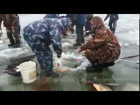 Багрильщики - страшная "сила"! :( НЕ рекомендуем такой способ ловли рыбы зимой со льда, это варвары!