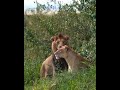 El Rey Y La Reina Lorkulup Y Leona Rongai Shorts Lions Leones Wildlife El Rey Y La Reina Lorkulup Y Leona Rongai Shorts Lions Leones Wildlife