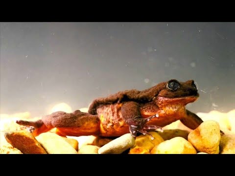 Video: Der Einsamste Frosch Der Welt Hat Endlich Einen Partner