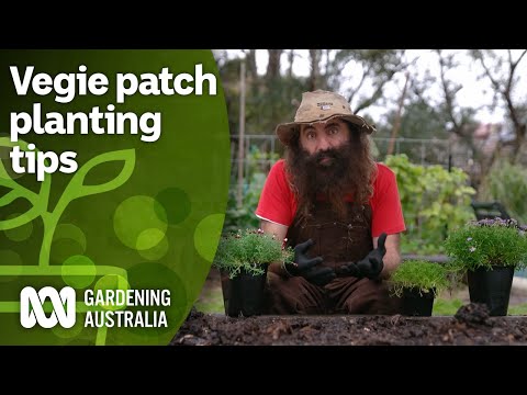 How to protect and pollinate your vegie patch | Gardening Hacks | Gardening Australia