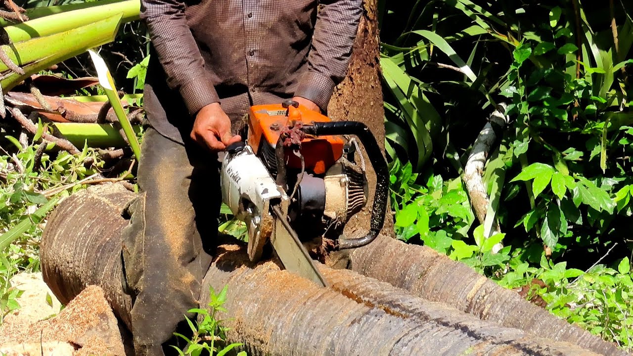 Best STIHL Chainsaw MS720 Cutting Down Big Trees! Tree Cutting Sound ...