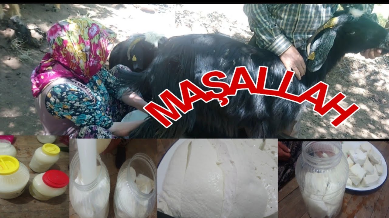 A'dan Z'ye DOĞAL KEÇİ PEYNİRİ YAPILIŞI SATIŞLARIMIZ BAŞLAMIŞTIR