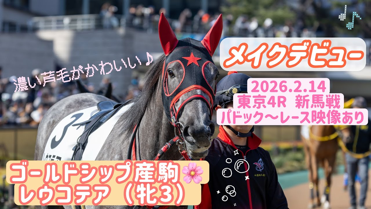 【新馬戦】芦毛のレウコテア🐴パパはゴールドシップ🎵デビュー戦がんばりました☺️