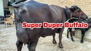 9812319308 FOR SALE- 2 Beautiful Buffaloes at Farm. Milk Capacity-17 lt plus