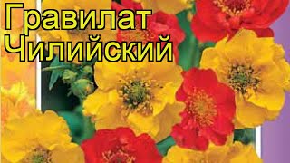 Гравилат чилийский Смесь окрасок. Краткий обзор, описание характеристик, где купить семена Гравилат чилийский Смесь окрасок. Краткий обзор, описание характеристик, где купить семена