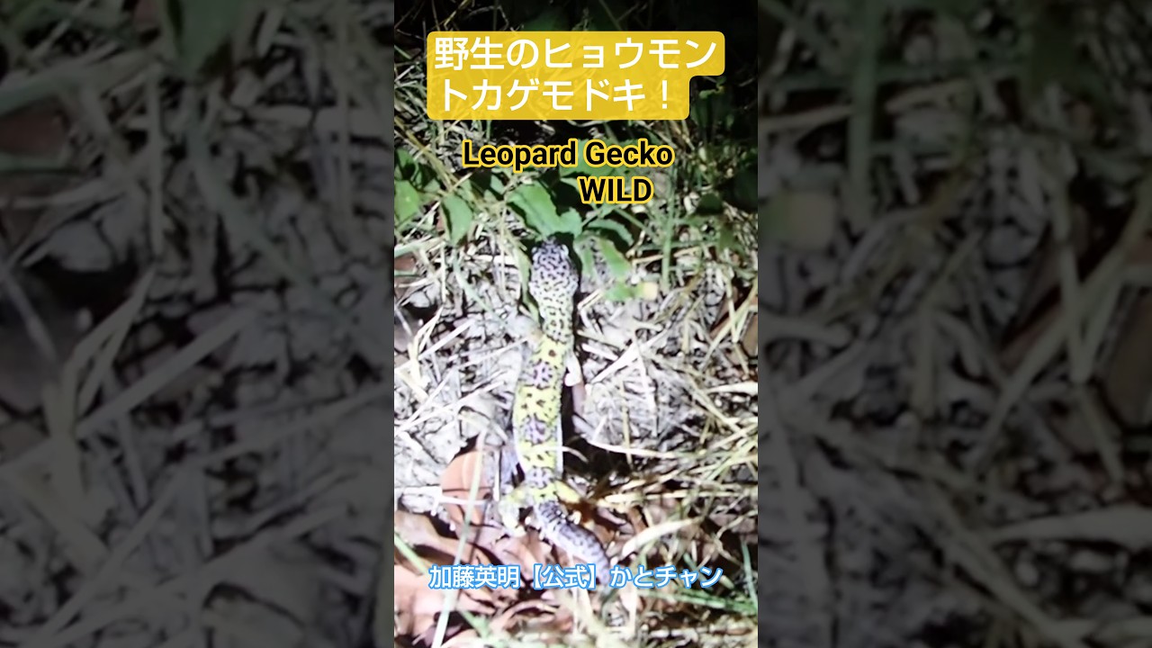 捕まえた!野生のヒョウモントカゲモドキ!超貴重!Wild leopard gecko!Eublepharis macularius ≫ 加藤英明【公式】かとチャン