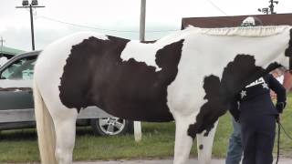 необычные масти лошадей\pinto horses\пегие лошади необычные масти лошадей\pinto horses\пегие лошади