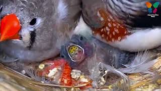 Finch Mom & Dad Feeding Baby Finches #finch #mom #feeding #babies #birdsinging #trending