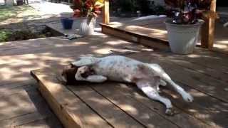 Texas GSP Rescue - Tess' case of the Mondays - April 2014