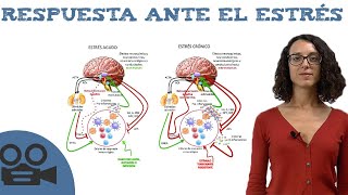 Fisiología del ESTRÉS - Respuesta física