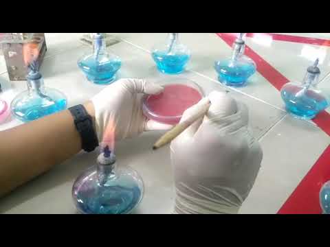 Video: Rintangan Antibiotik Dan Kepelbagaian Clonal Staphylococcus Aureus Yang Menyerang Di Wilayah Ashanti, Ghana